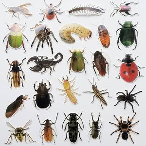 الأحساء من الحشرات